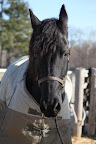 You are one handsome fellow!  What's your name?  Does it, by any chance, start with Black?