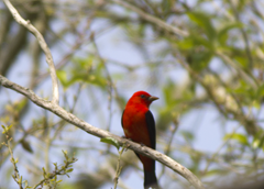 Scarlet Tanager Sabine Woods