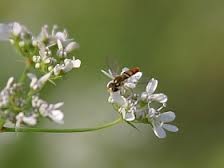 [cilantro%2520with%2520bee.jpg]