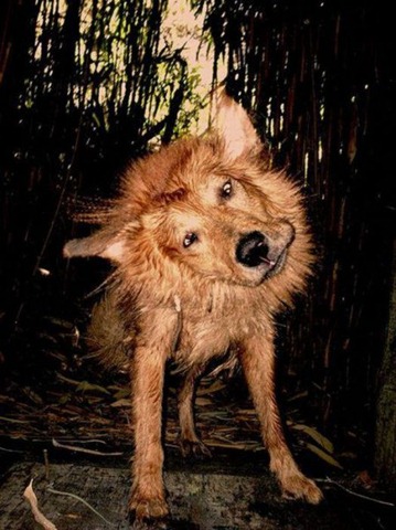 [shaky-dogs14%255B4%255D.jpg]