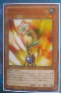 Amarylease-CBLZ-JP-OP Amarylease-CBLZ-JP-OP