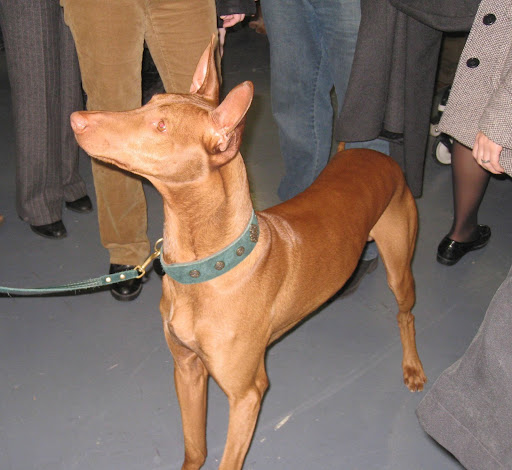 A long and lean Pharoah Hound.