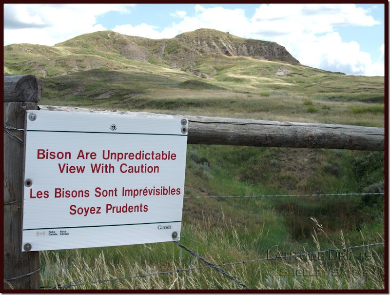 Bison sign - 70 Mile Butte Trail - photo by Shelley Banks