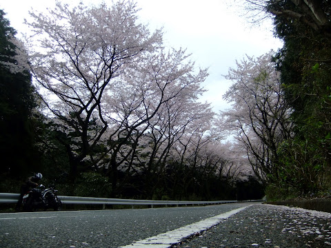 箱根ターンパイクの桜 その1