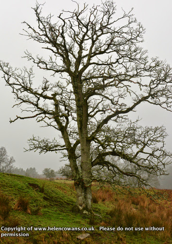 Tree mist