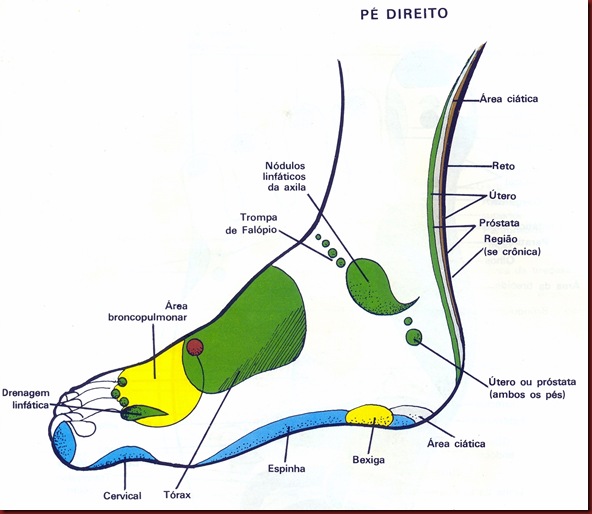 Reflexologia Mapa do Pé Direito Lateral Reflexologia Mapa do Pé Direito Lateral
