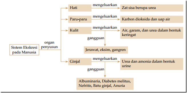 Peta Konsep Sistem Ekskresi Pada Manusia