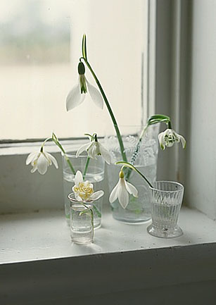 An elegant assemblage of snowdrops in varied glasses reminds me that some of the best arrangements give flowers room to breathe.