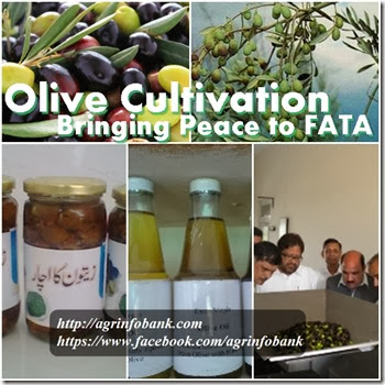 Olive Cultivation-Bringing Peace to FATA