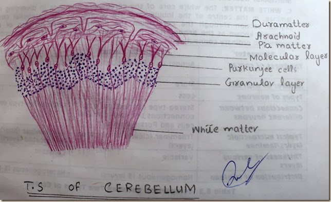 T.S of cerebellum high resolution histology diagram