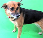 KIKA Es amorosa y ademas un gran guardian. Sociable con otros perros y tambien con personas.