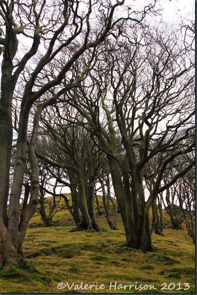 26-trees 26-trees