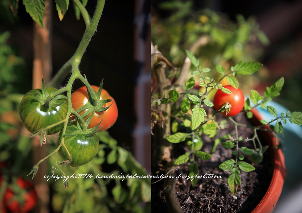 [pomidory%255B4%255D.jpg]