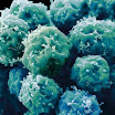stemcell-3.jpg