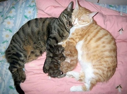 [viral-picdump-lol-65416b%255B2%255D.jpg]