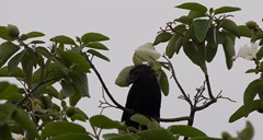 Groove Billed Ani with bug2