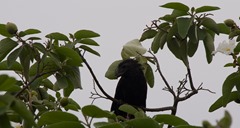 Groove Billed Ani with bug2 Groove Billed Ani with bug2
