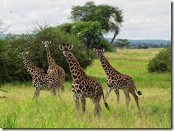 Giraffe little ones