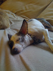Pepper has had it rough in her short life. She was rescued from an abusive home, so she needed a little stability before we could assess her true personality and what kind of home would be a good fit.