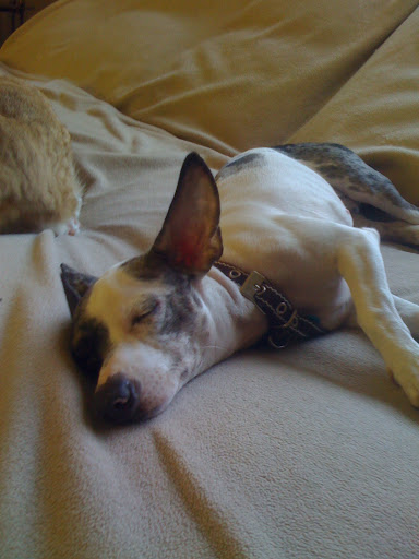 Pepper has had it rough in her short life. She was rescued from an abusive home, so she needed a little stability before we could assess her true personality and what kind of home would be a good fit.