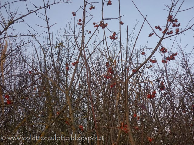 [Passeggiata%2520al%2520Dosolo%2520-%25201%2520gennaio%25202013%2520%252841%2529%255B9%255D.jpg]