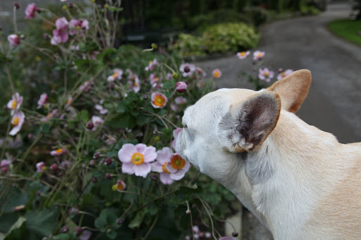 Speaking of cut flowers, why don't we check out the cutting garden and see what else is blooming?