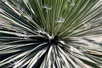 CactusFlowerF_3123.jpg CactusFlowerF_3123.jpg