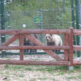 Another "first sighting" resulting in a poor photo. They congregate around the bottom corner as they can see when people come past. "People" often means food.
