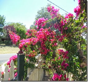 Dk Pink Bouganv Dk Pink Bouganv