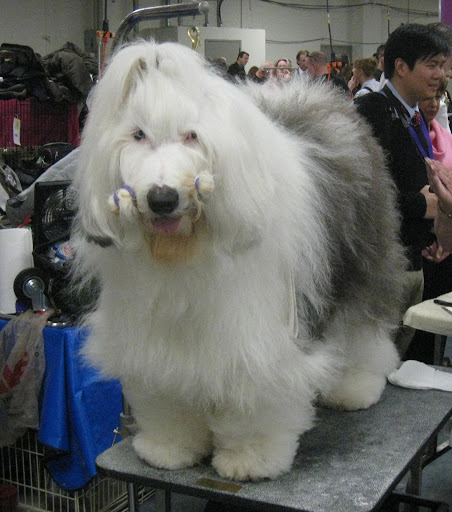 Old English Sheepdog