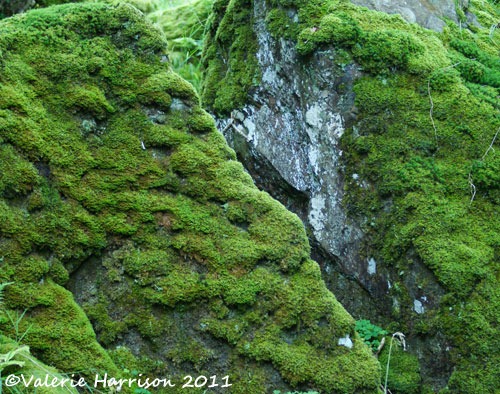 [29-moss-covered-rocks%255B2%255D.jpg]