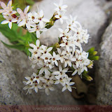 Flores do Canion do Colca - Cabanaconde - Peru
