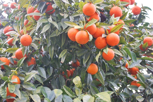 [Menton%2520Oranges%255B3%255D.jpg]