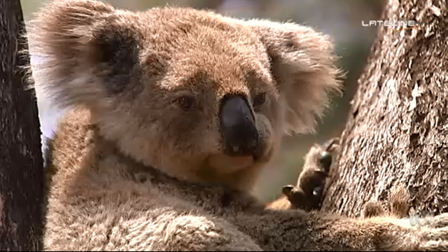 The koala is a threatened species. The dramatic ongoing loss of Australian animal and plant species has prompted influential scientists to call on governments to start making tough decisions about which ones to save - and which species should be left to face extinction. Photo: ABC