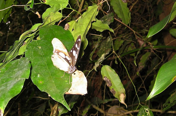 Hypolimnas anthedon DOUBLEDAY, 1845, forme dubius, mâle. Bobiri Forest (Ghana), 18 janvier 2006. Photo : Henrik Bloch