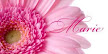 Pale Pink Gerbera 7 Nameplace