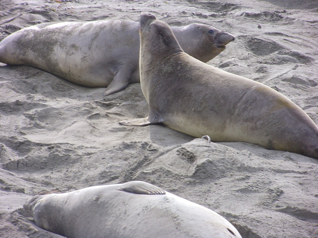 [Elephant-Seals-2012-0053.jpg]