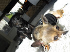 Daisy sharing her memory of the day when Minnow and Guppy were reunited over a year ago....
Minnow: 