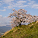 Sakura2012
