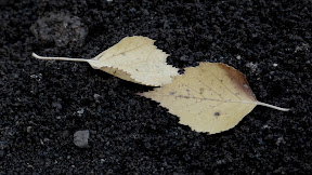 P1010300.JPG