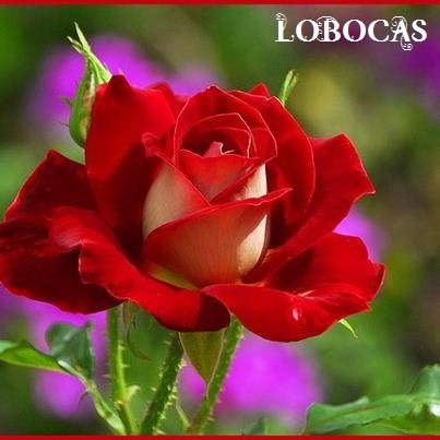 [Rosa-LoBocAs-5000%255B4%255D.jpg]