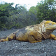 Marine Iguana
