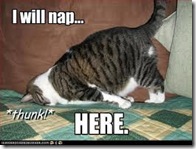 Sleeping lol cat