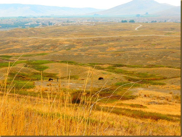 Broad view of the bison range