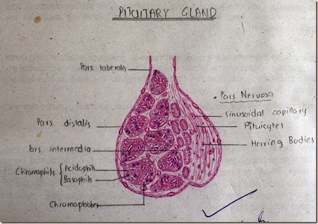 Pituitary gland high resolution histology diagram