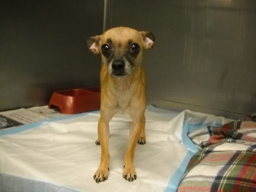 Gus (above) and Minnow were the same age, had come in to the same shelter around the same date and were both being held in the medical ward. Could this be Minnow's brother or mate?