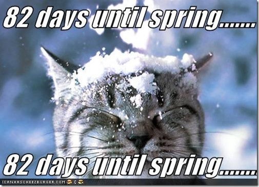 funny-pictures-cat-snow-spring1