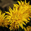 orchid_0056.JPG