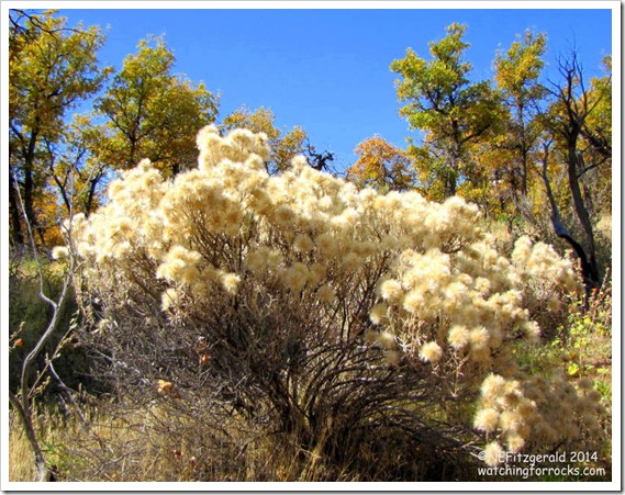 IMG_8198 Rabbitbrush IMG_8198 Rabbitbrush