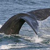 Northern right whale